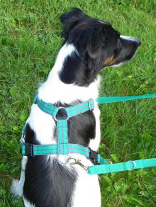 Medium dog harness